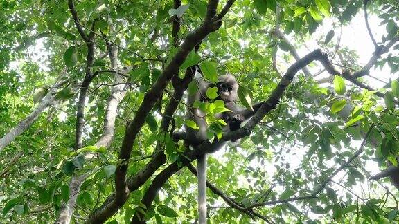 树上的黑叶猴