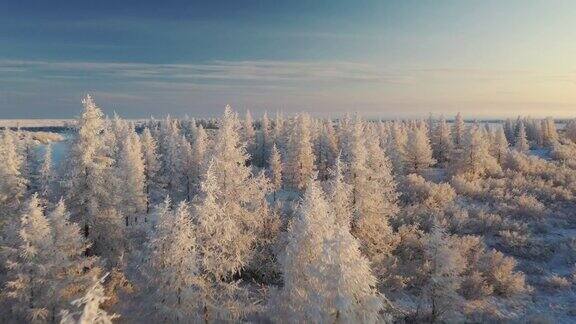 冬天美丽的苔原风光树枝上结霜第一场雪北极圈森林在阳光下被白霜覆盖从高空鸟瞰冻土带的景观