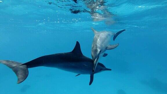 慢动作海豚互相交流触摸动物在野生动物中交流飞旋海豚水下拍摄特写红海萨塔亚礁(海豚屋)马萨阿拉姆埃及非洲