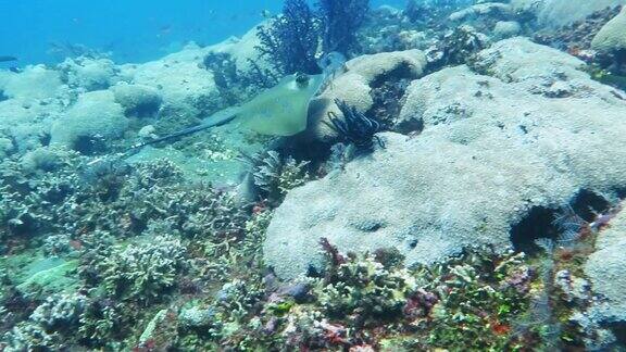 蓝斑黄貂鱼沿着珊瑚礁游动