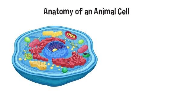 解剖动物细胞图