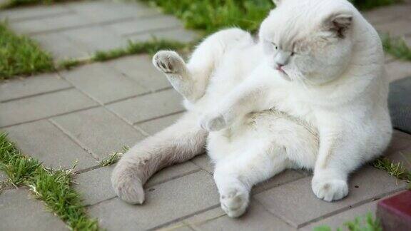 有趣的短毛家白猫坐在和舔石头地板的背景夏日里一只英国小猫在后院晒太阳宠物保健和动物概念