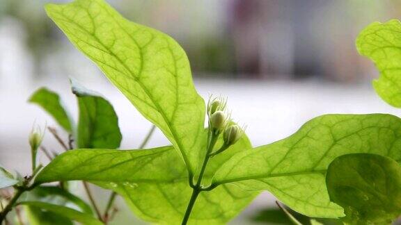 茉莉花蕾