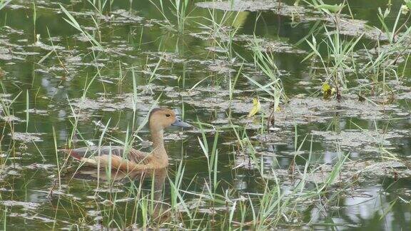 小鸣笛鸭在池塘里游泳