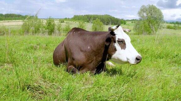 在绿色的牧场上吃草的奶牛