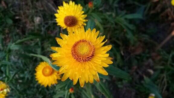 黄花菊花在花园里开花