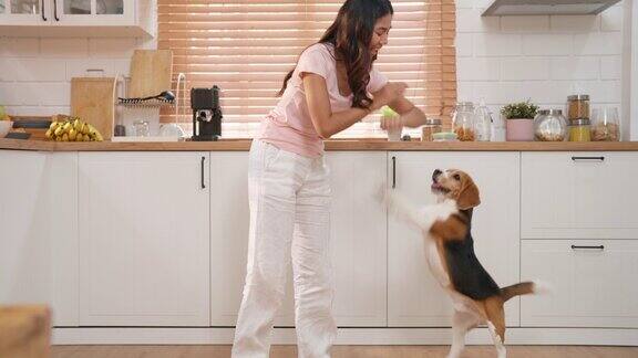 一名亚洲年轻成年女子在厨房里打自己的手臂来训练她的小猎犬碰她的手臂