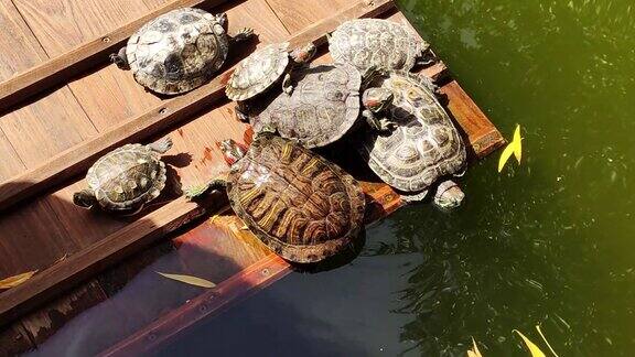 红耳滑龟在池塘里晒太阳大乌龟爬上码头取暖