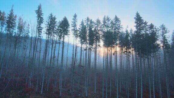 从空中俯瞰秋日的日出透过雾蒙蒙的黑暗森林松树发出耀眼的光芒黎明时分美丽的野生林地