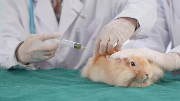 女兽医用听诊器检查兔子的健康状况宠物在兽医诊所接受服务医生在兽医诊所预约为兔子检查