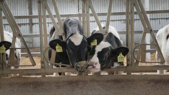 可爱的奶牛舔另一头奶牛动物们在一起的耳朵标签在农场的一个农村的马厩