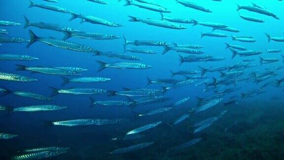深蓝色海洋里的一大群梭鱼