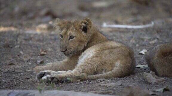 印度古吉拉特邦萨桑吉尔保护区和国家公园亚洲狮幼崽在人造的水点附近休息