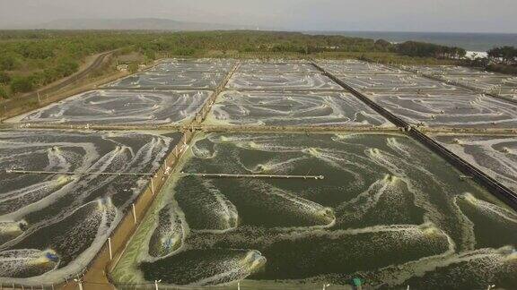 印尼的虾养殖业