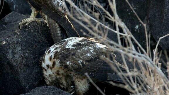 在加拉帕戈斯群岛的圣达菲岛年轻的加拉帕戈斯鹰正在捕食一具尸体