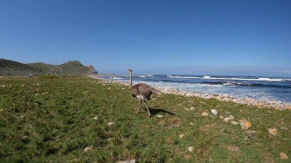 南非海滩上常见的雌性鸵鸟