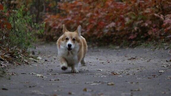 搞笑的狗在路上跑慢动作