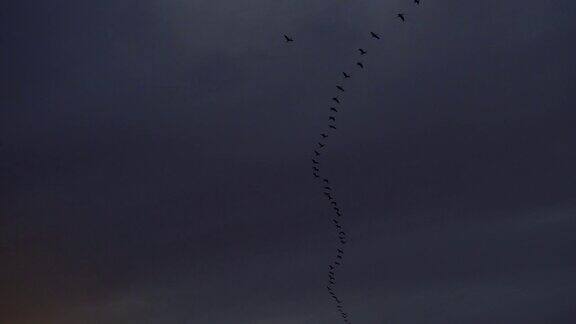 天空中一群迁徙的大雁