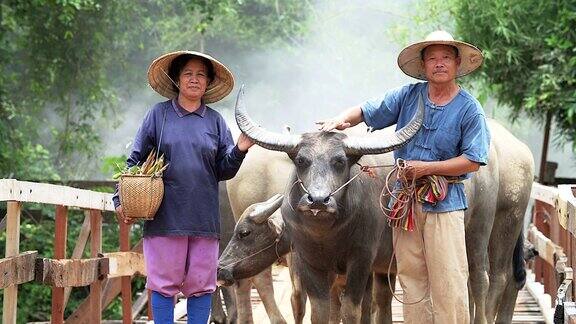 4K:一对农民夫妇站在他们的水牛前