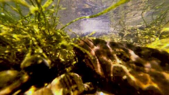 比利时阿登的安不列夫河在水下用石头和杂草拍摄