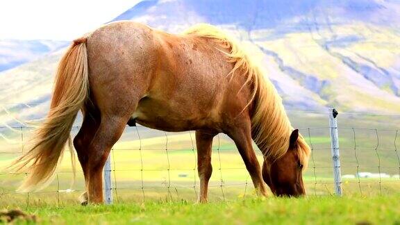 一批棕色的马在牧场上吃草的特写