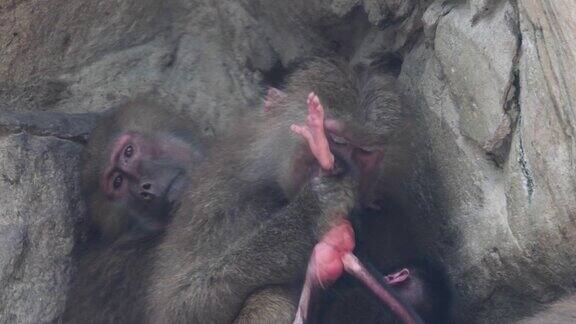 狒狒妈妈在和小猴子玩耍