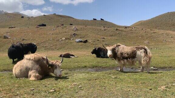 两头独特的牦牛在帕米尔高原的青山上吃草