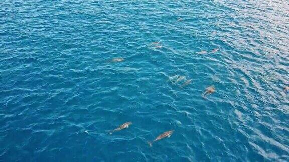 无人机拍摄的一群海豚在印度洋游泳