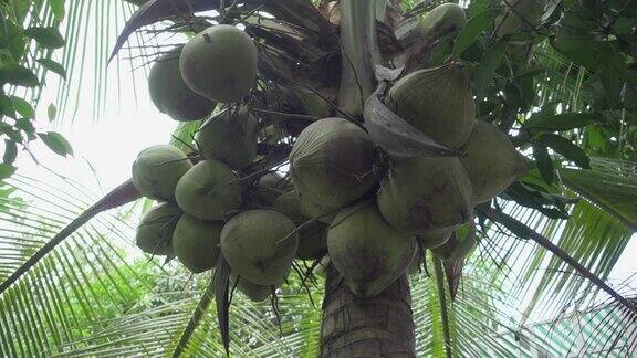 椰子树慢镜头