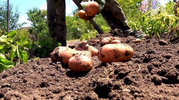 收获有机土豆
