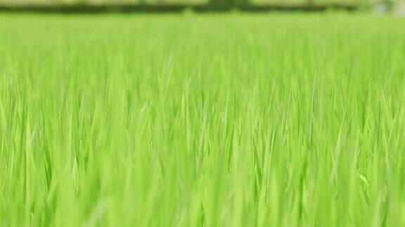 新鲜的绿色水稻散布在稻田里