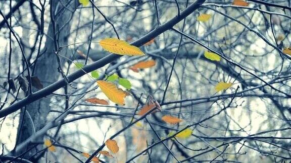 秋天的时候树上的树枝上有黄色和棕色的叶子