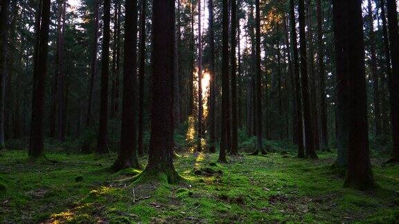 阳光照耀绿色森林跟踪镜头