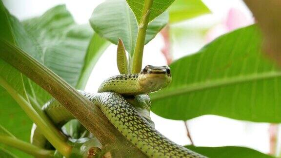 绿树蛇藏在树梢