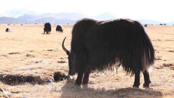 冬季高原草原上吃草的西藏牦牛