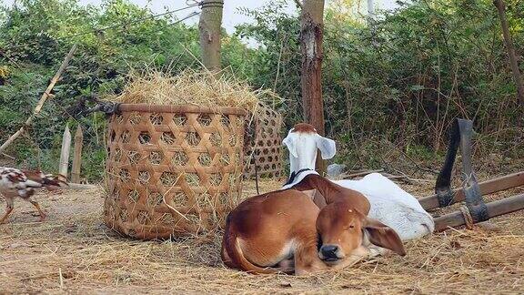 白色和棕色的牛犊躺在一个农家院子里旁边是一个装满干草的竹篮(嗡嗡)