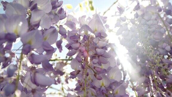 慢动作特写DOF:夏天的阳光照耀通过紫色紫藤花