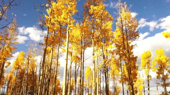 在科罗拉多州秋天的白杨和蓝天下飞行