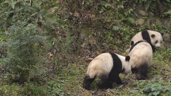 可爱的大熊猫在中国