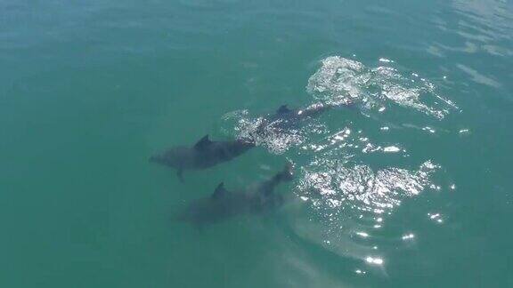 一群野生海豚和一只小海豚在海里游泳