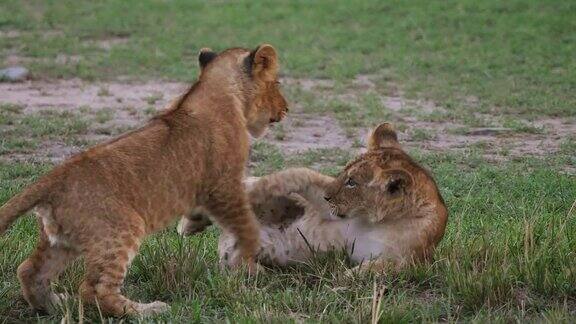 非洲狮美洲豹玩耍的幼崽肯尼亚马赛马拉公园实时4K