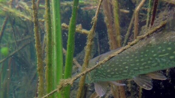 野生梭子鱼在自然栖息地的转身冒险镜头巨大的水量和绿色的近海植被中间是大鱼
