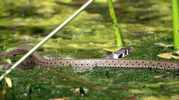 草蛇natrixnatrix自然池塘里的Ringelnatter环蛇水蛇