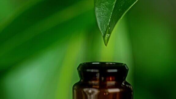 精油滴在一片绿叶上滴进一个小瓶子里