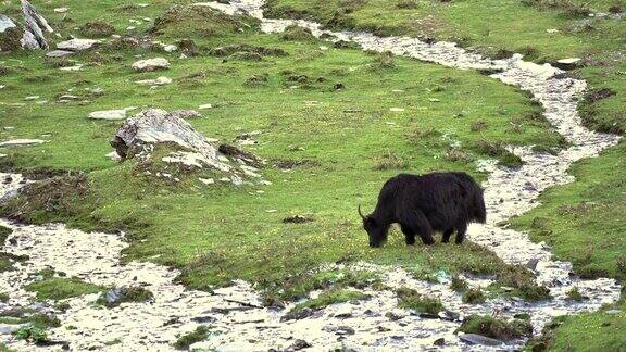 中国四川省四姑娘山国家公园海子谷四姑娘山地区的自然景观中的黑牦牛