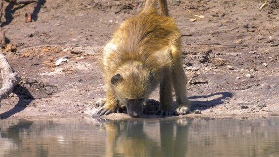 狒狒从非洲的水坑里喝水