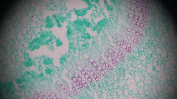 光显微镜下观察野蔷薇叶