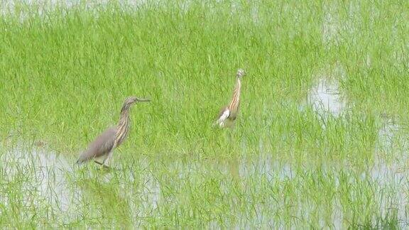 湿地中的印度塘鹭