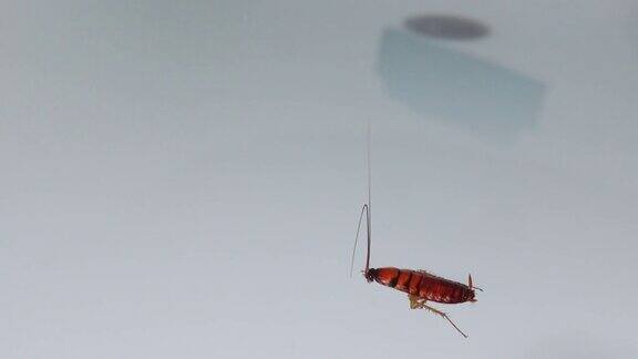 蟑螂漂浮在浴缸的水面上