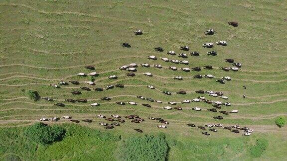 夏天在绿色的田野上放牧奶牛生产乳制品鸟瞰图在草地上放牧的牛牛群在毛茛草地上吃草一群在田野里吃草的牛